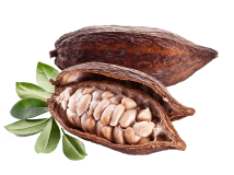 cacao